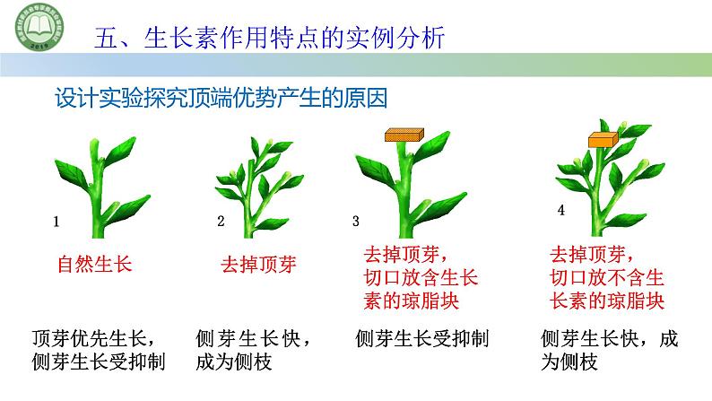 生物人教版（2019）选择性必修1  5.1植物生长素 第5课时 生长素作用特点的实例分析课件第3页