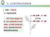 生物人教版（2019）选择性必修1  5.1植物生长素 第5课时 生长素作用特点的实例分析课件