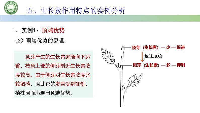 生物人教版（2019）选择性必修1  5.1植物生长素 第5课时 生长素作用特点的实例分析课件第4页