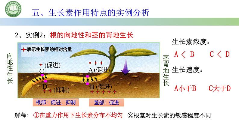 生物人教版（2019）选择性必修1  5.1植物生长素 第5课时 生长素作用特点的实例分析课件第8页