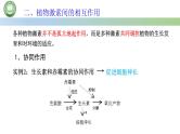 生物人教版（2019）选择性必修1  5.2其他植物激素 第2课时 植物激素间的相互作用课件