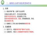 生物人教版（2019）选择性必修1  5.3植物生长调节剂的应用 第1课时 植物生长调节剂的应用课件