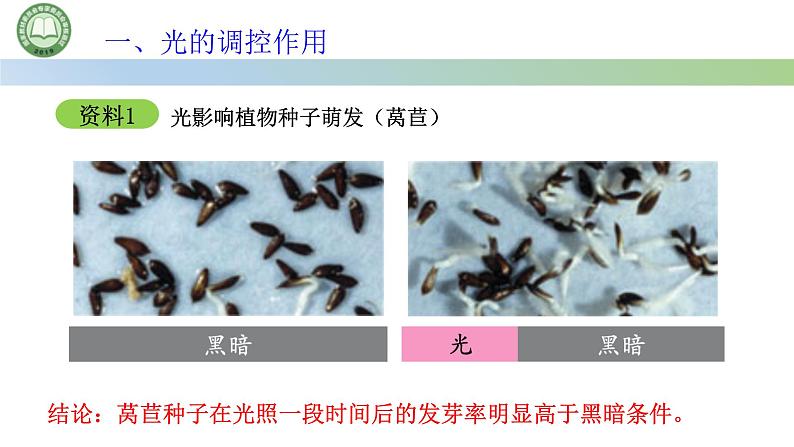 生物人教版（2019）选择性必修1  5.4环境因素参与调节植物的生命活动 第1课时 光对植物生长发育的调节课件第4页