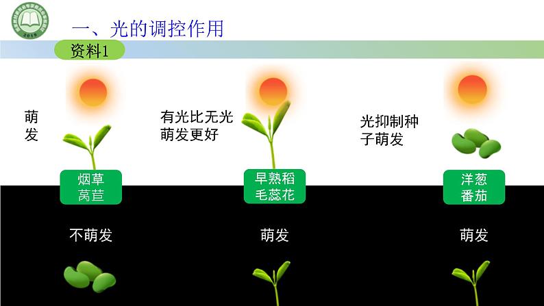 生物人教版（2019）选择性必修1  5.4环境因素参与调节植物的生命活动 第1课时 光对植物生长发育的调节课件第6页