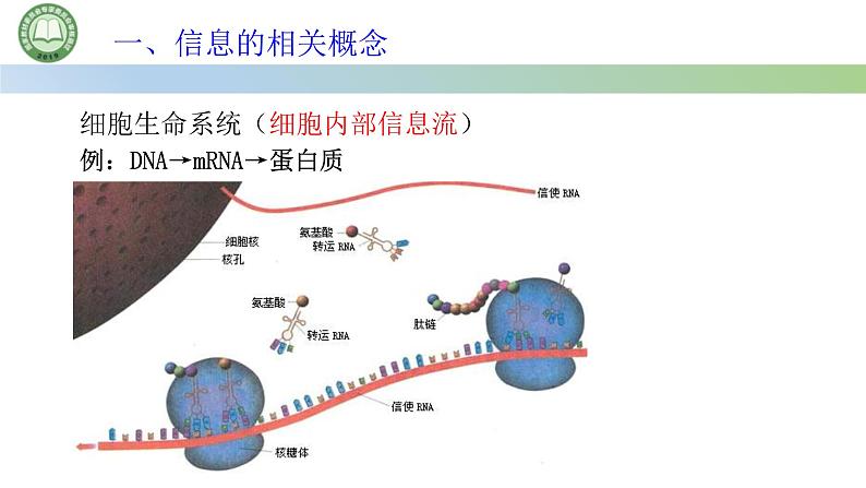 生物人教版（2019）选择性必修2  3.4生态系统的信息传递 第1课时 生态系统的信息传递课件第5页
