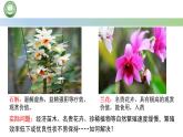 高中生物人教版选择性必修3 2.1植物细胞工程  第4课时  植物细胞工程的应用 课件