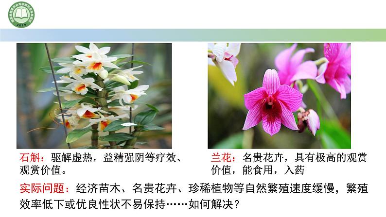 高中生物人教版选择性必修3 2.1植物细胞工程  第4课时  植物细胞工程的应用 课件第2页