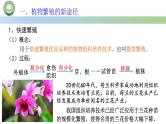 高中生物人教版选择性必修3 2.1植物细胞工程  第4课时  植物细胞工程的应用 课件