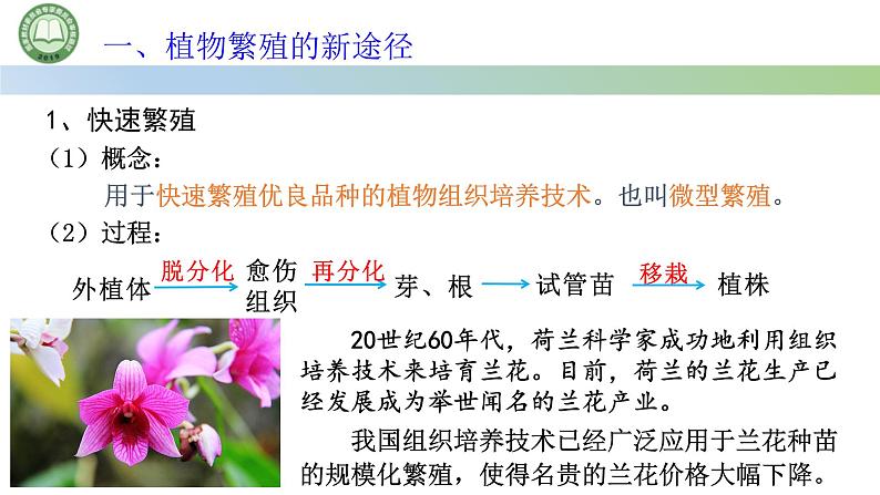 高中生物人教版选择性必修3 2.1植物细胞工程  第4课时  植物细胞工程的应用 课件第5页