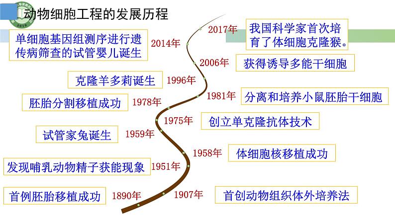 高中生物人教版选择性必修3 2.2动物细胞工程  第1课时 动物细胞培养 课件第3页