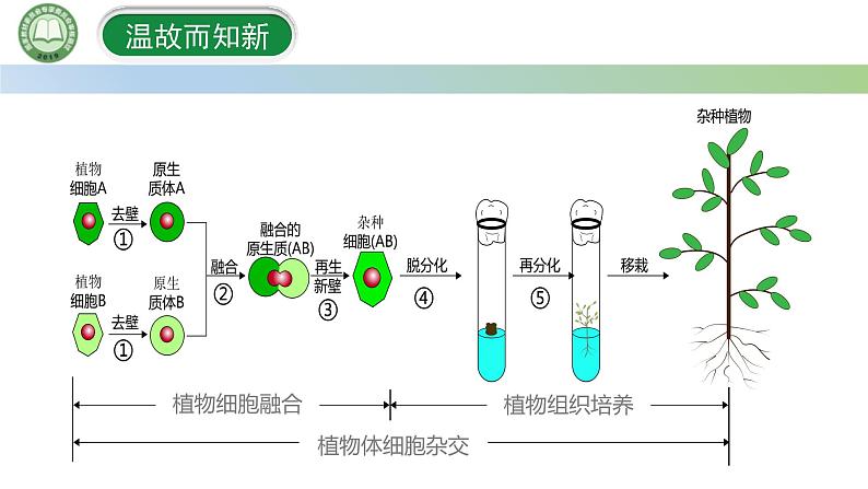 高中生物人教版选择性必修3  2.2动物细胞工程  第2课时 动物细胞融合技术和单克隆抗体 课件第3页