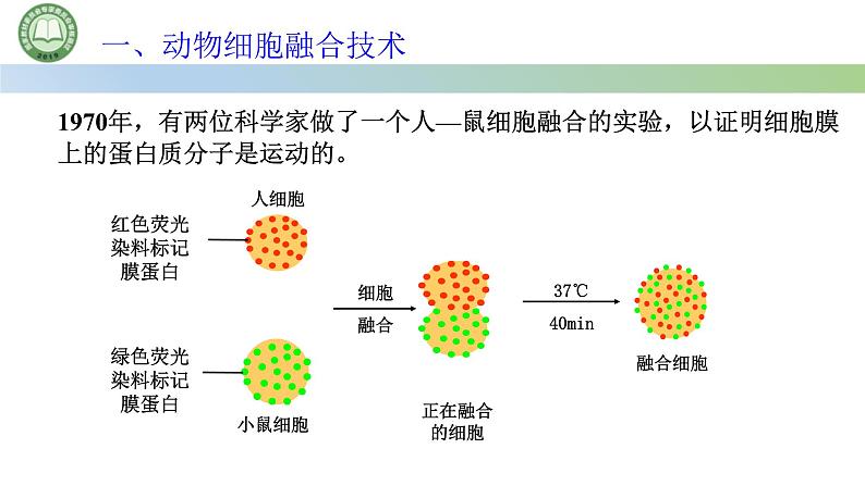 高中生物人教版选择性必修3  2.2动物细胞工程  第2课时 动物细胞融合技术和单克隆抗体 课件第5页