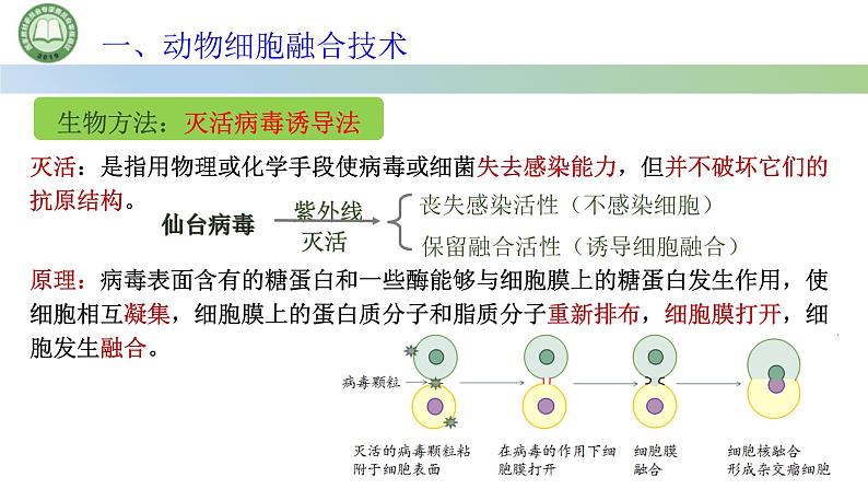 高中生物人教版选择性必修3  2.2动物细胞工程  第2课时 动物细胞融合技术和单克隆抗体 课件第8页