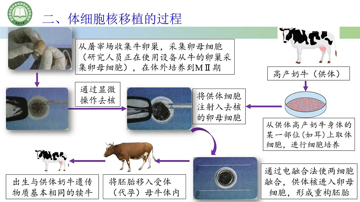 高中生物人教版选择性必修3 2.2动物细胞工程 第3课时 动物体细胞核移植技术和克隆动物 课件第8页