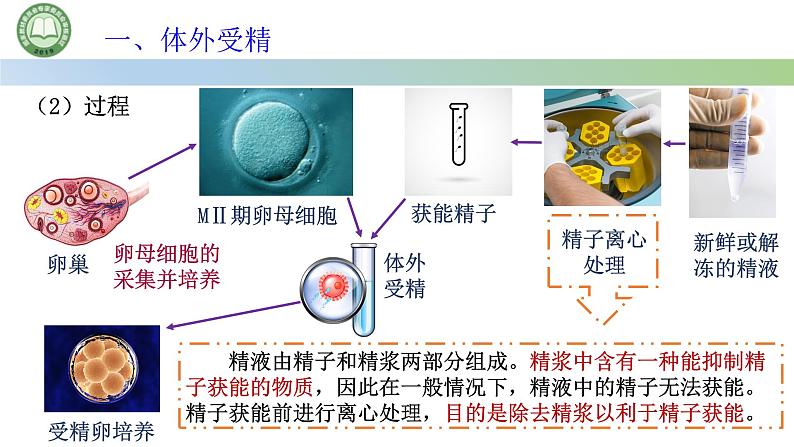 高中生物人教版选择性必修3  2.3胚胎工程  第2课时 胚胎工程技术及其应用（一） 课件第5页