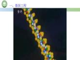 高中生物人教版选择性必修3  3.1重组 DNA 技术的基本工具  第1课时 重组 DNA 技术的基本工具（一） 课件