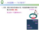 高中生物人教版选择性必修3  3.1重组 DNA 技术的基本工具  第2课时 重组 DNA 技术的基本工具（二） 课件