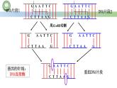 高中生物人教版选择性必修3  3.1重组 DNA 技术的基本工具  第2课时 重组 DNA 技术的基本工具（二） 课件