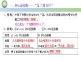 高中生物人教版选择性必修3  3.1重组 DNA 技术的基本工具  第2课时 重组 DNA 技术的基本工具（二） 课件