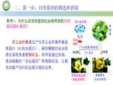 高中生物人教版选择性必修3  3.2基因工程的基本操作程序  第1课时 基因工程基本操作程序的步骤（一） 课件