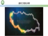高中生物人教版选择性必修3  3.2基因工程的基本操作程序  第2课时 基因工程基本操作程序的步骤（二） 课件
