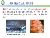 高中生物人教版选择性必修3  3.3基因工程的应用 课件
