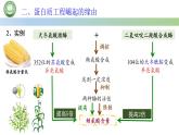 高中生物人教版选择性必修3  3.4蛋白质工程的原理和应用 课件