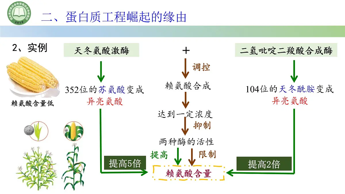高中生物人教版选择性必修3 3.4蛋白质工程的原理和应用 课件第5页