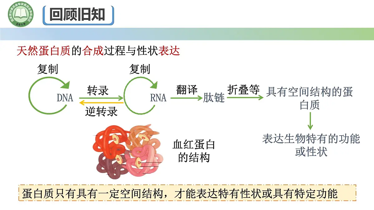 高中生物人教版选择性必修3 3.4蛋白质工程的原理和应用 课件第7页