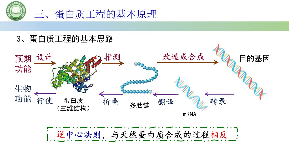 高中生物人教版选择性必修3 3.4蛋白质工程的原理和应用 课件第8页