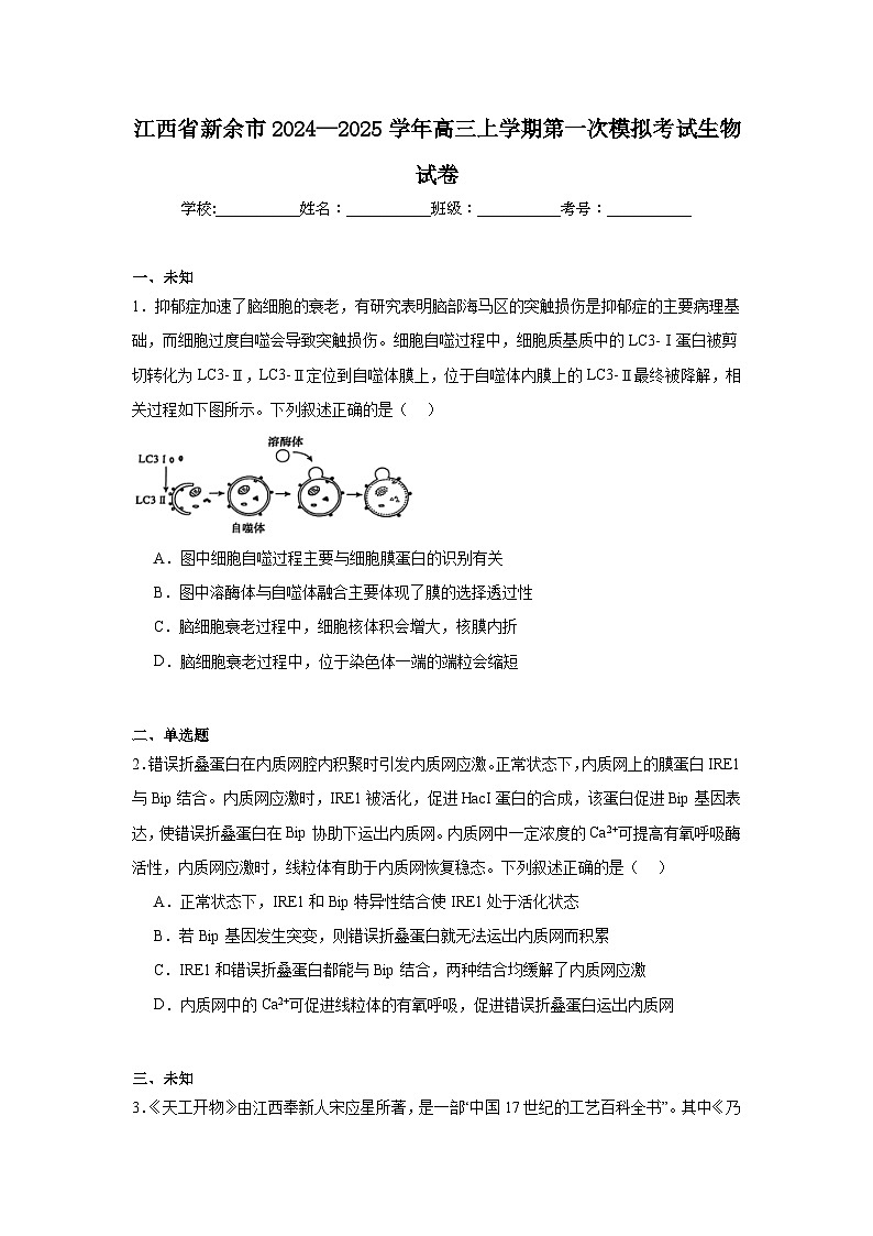 江西省新余市2024—2025学年高三上学期第一次模拟考试生物试卷第1页