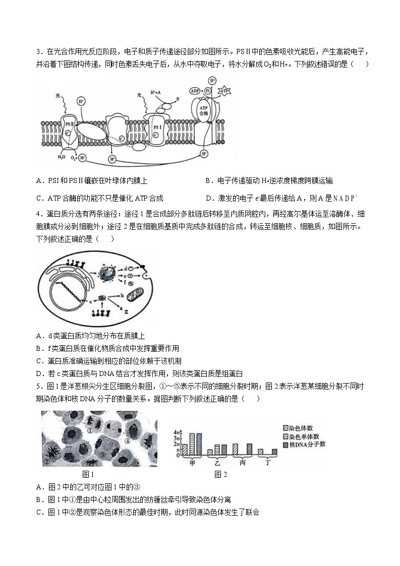 湖北省高中名校联盟2024-2025学年高三下学期2月第三次联合测评生物试卷（Word版附答案）第2页