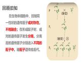 人教版（2019）高中生物必修二 第一章 第二节 孟德尔的豌豆杂交实验（二）课件ppt