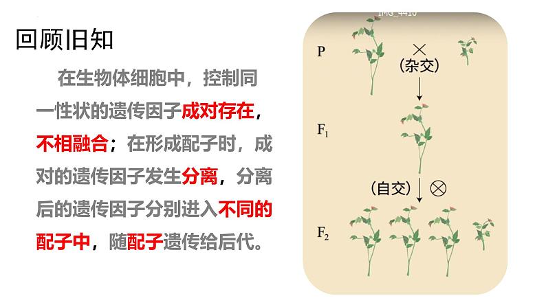 人教版（2019）高中生物必修二 第一章 第二节 孟德尔的豌豆杂交实验（二）课件ppt第4页