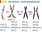 人教版（2019）高中生物必修二 第二章 第一节 减数分裂 课件ppt