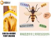 人教版（2019）高中生物必修二 第二章 第一节 减数分裂 课件ppt