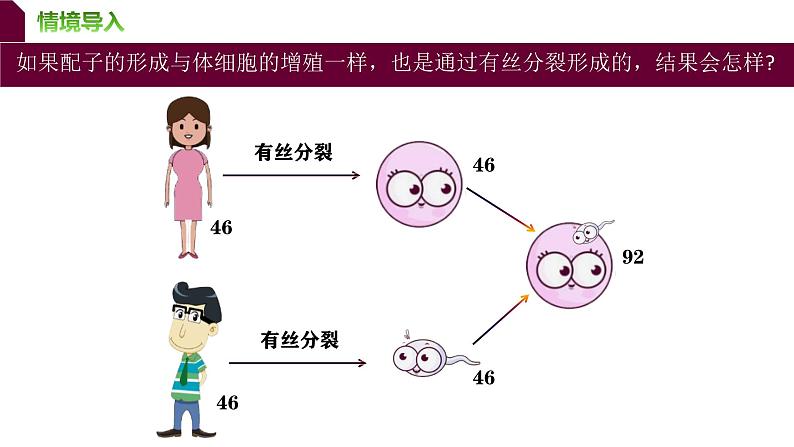 人教版（2019）高中生物必修二 第二章 第一节 减数分裂 课件ppt第6页