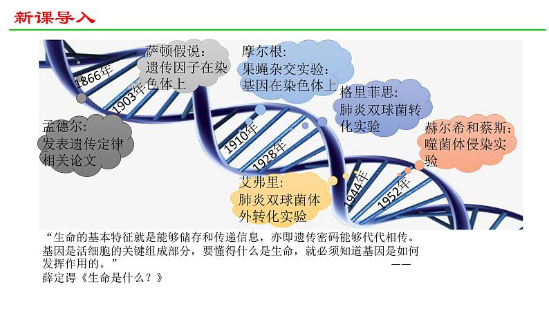 人教版（2019）高中生物必修二 第三章 第二节 DNA的结构 课件ppt第3页