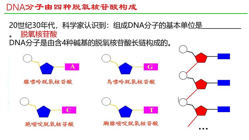 人教版（2019）高中生物必修二 第三章 第二节 DNA的结构 课件ppt第5页