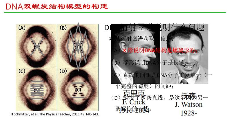 人教版（2019）高中生物必修二 第三章 第二节 DNA的结构 课件ppt第6页