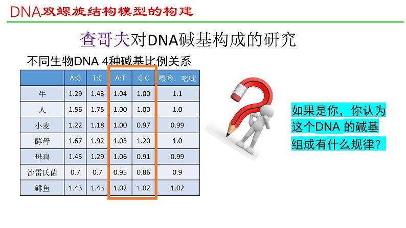 人教版（2019）高中生物必修二 第三章 第二节 DNA的结构 课件ppt第8页