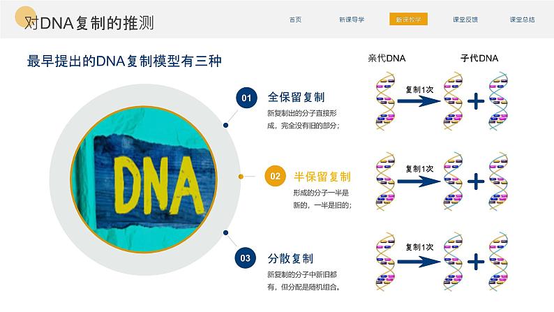 人教版（2019）高中生物必修二 第三章 第三节 DNA的复制 课件ppt第7页