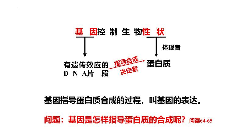 人教版（2019） 高中生物必修二 第四章 第一节 基因指导蛋白质的合成 课件ppt第3页