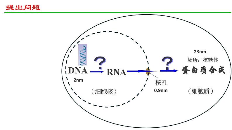 人教版（2019） 高中生物必修二 第四章 第一节 基因指导蛋白质的合成 课件ppt第6页