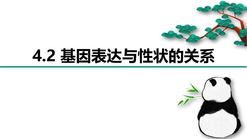 人教版（2019）高中生物必修二 第四章 第二节 基因表达与性状的关系 课件ppt第1页