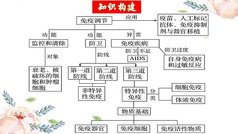 第28讲 免疫调节（精美课件）第5页