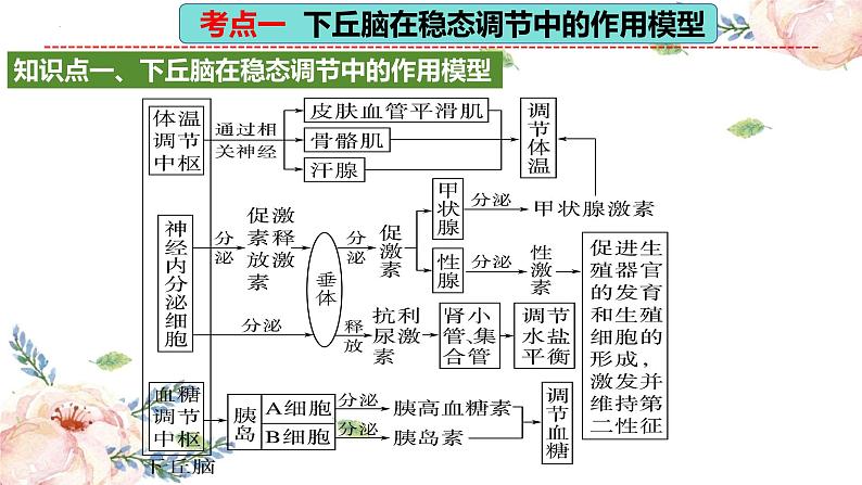 第30讲 动物生命活动调节的综合分析（精美课件）第6页