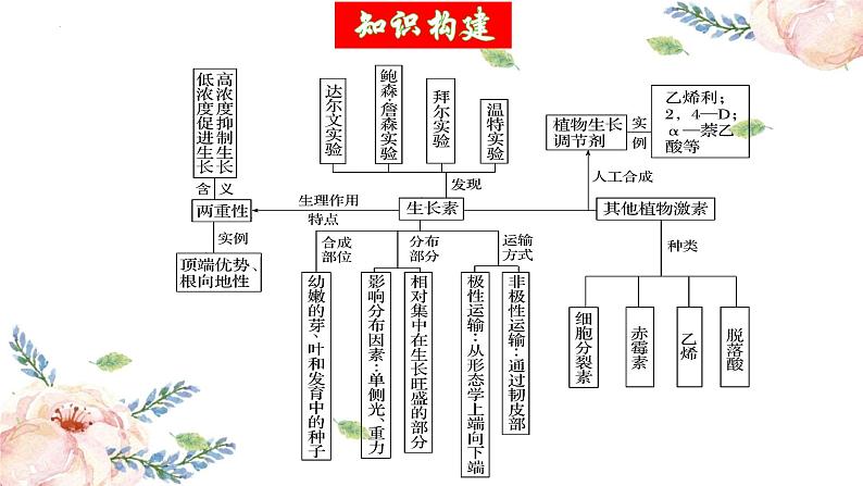 第31讲 植物生命活动调节（第二课时）（精美课件）第5页