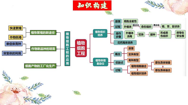 第39讲 植物细胞工程（精美课件）第5页