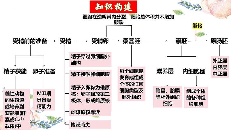 第41讲 胚胎工程（精美课件）第5页